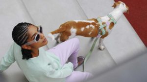 Coleção Zee.Dog e Melissa