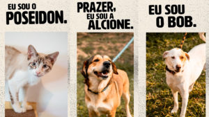 A foto apresenta a ação da Boehringer Ingelheim com AMPARA Animal.