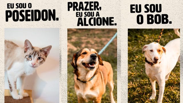 A foto apresenta a ação da Boehringer Ingelheim com AMPARA Animal.
