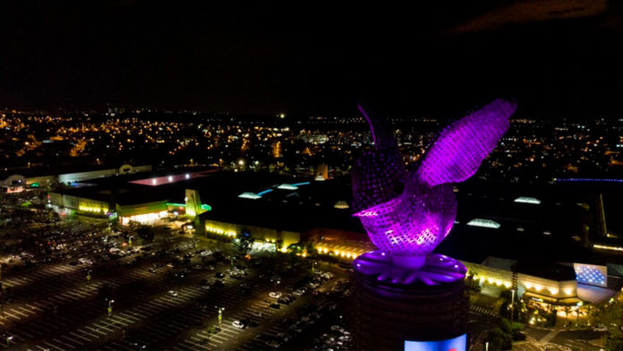 A foto mostra a Andorinha violeta do Parque D. Pedro Shopping, que irá abrir uma sala de alfabetização.