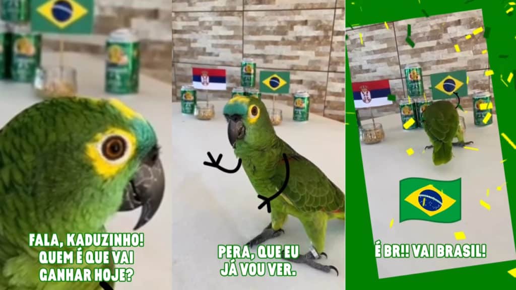 papagaio-kaduzinho-brasil-guarana