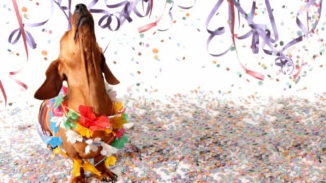 carnaval-petlove