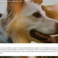 Exemplo de um take gerado pela inteligência Firefly Video Model da Adobe com um cachorro