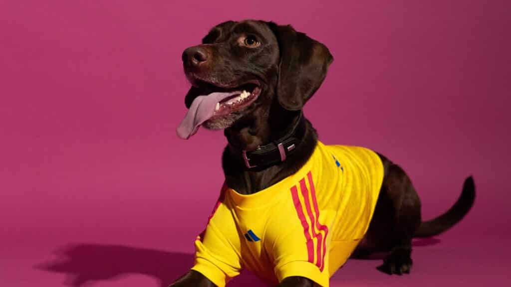 Cachorro usando blusa amarela da adidas com escudo e número, em divulgação da coleção de uniformes da Copa do Mundo para pets.