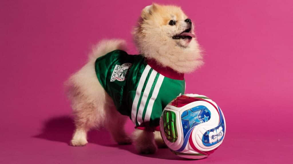 Cachorro usando blusa verde da adidas da Copa do Mundo, ao lado de uma bola sobre fundo rosa