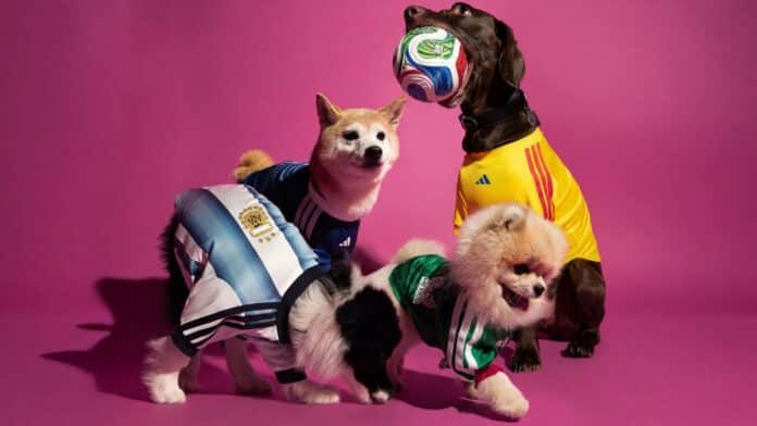 Cães usando camisetas inspiradas na Copa do Mundo, incluindo camiseta amarela e uniforme com bola oficial
