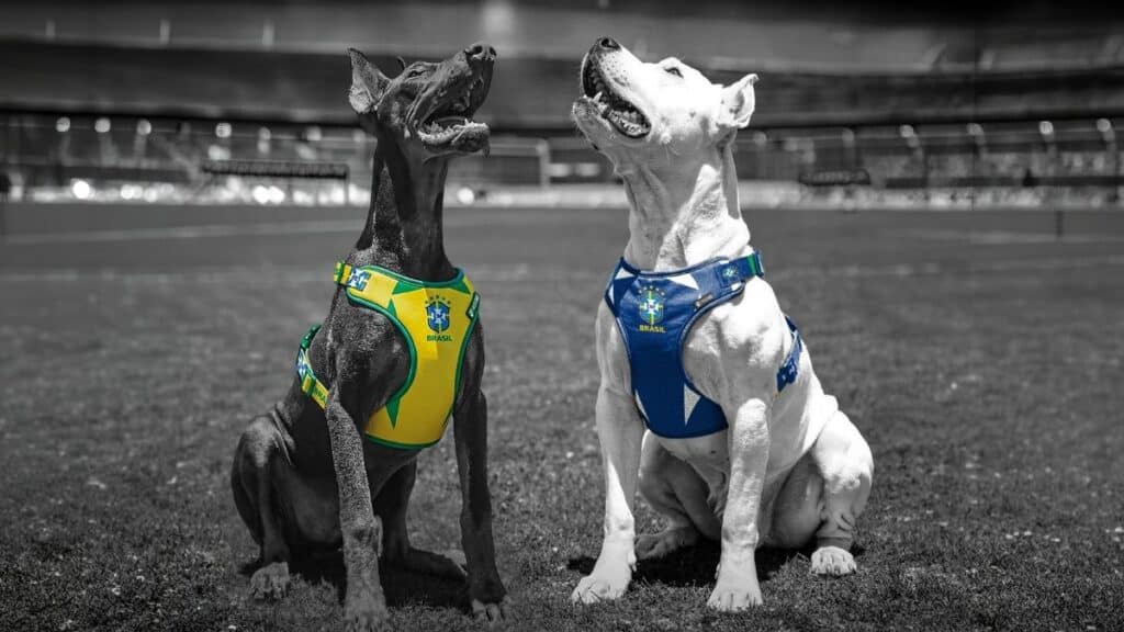 Dois cães em campo, usando bandanas com temas da Seleção Brasileira, em parceria CBF e FreeFaro Pet.