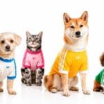 Quatro cães e um gato com roupas coloridas da adidas Originals pet, em fundo branco